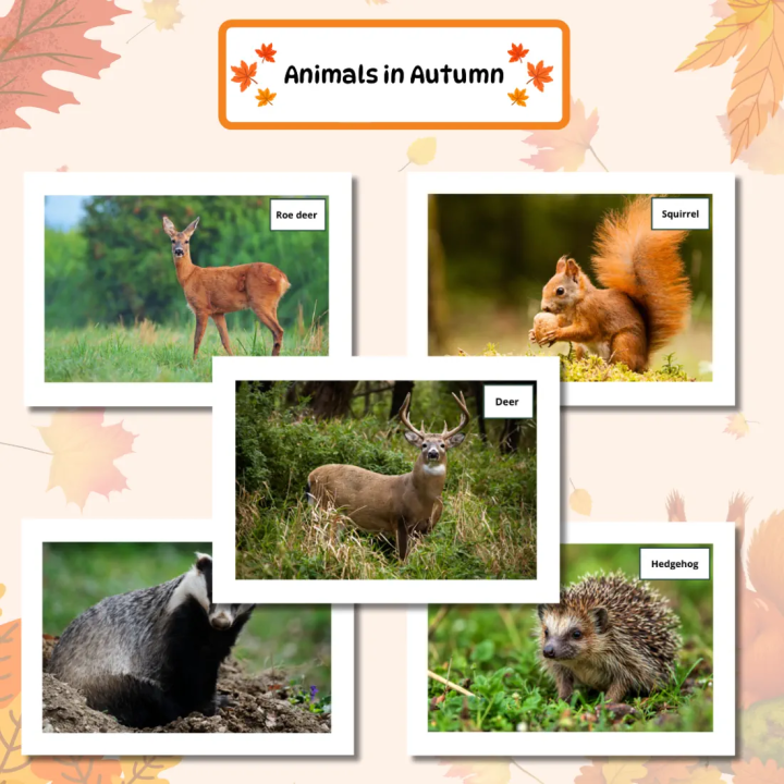 Gazetka szkolna Autumn (pdf) - gotowa do druku - EduBazarek