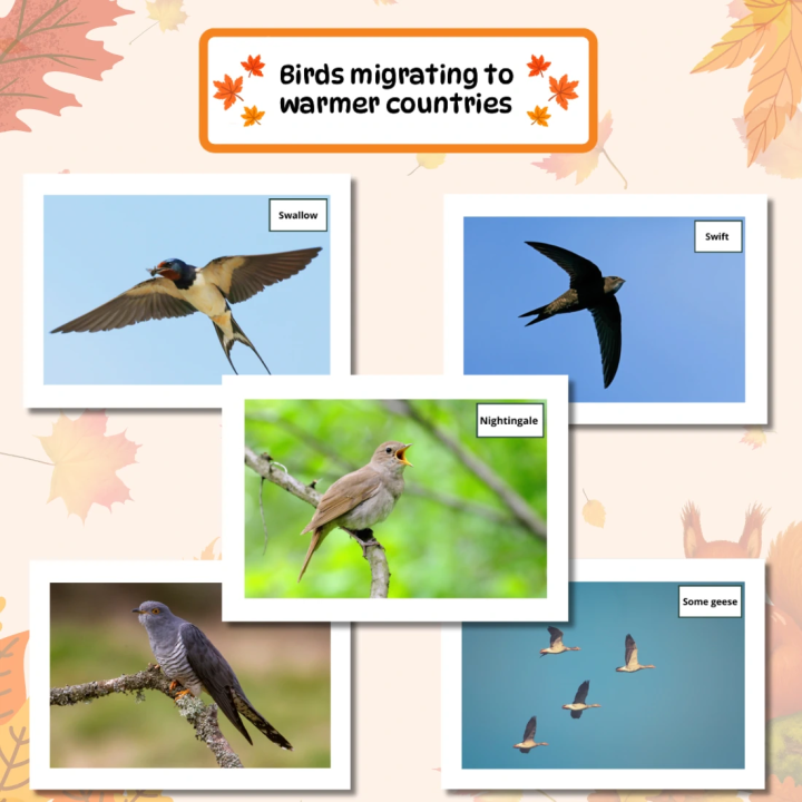 Gazetka szkolna Autumn (pdf) - gotowa do druku - EduBazarek
